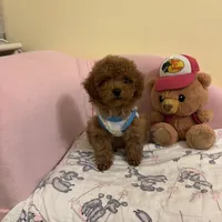 Leo toy poodle , a male Poodle - Toy  for sale in Laurel, MD – Photo 4 of 10