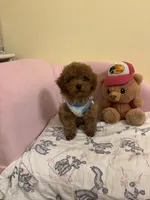 Leo toy poodle , a male Poodle - Toy  for sale in Laurel, MD – Photo 4 of 10