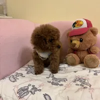 Leo toy poodle , a male Poodle - Toy  for sale in Laurel, MD – Photo 3 of 10