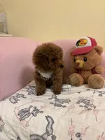 Leo toy poodle , a male Poodle - Toy  for sale in Laurel, MD – Photo 3 of 10