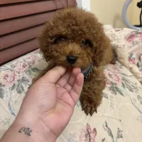 Leo toy poodle , a male Poodle - Toy  for sale in Laurel, MD – Photo 5 of 10