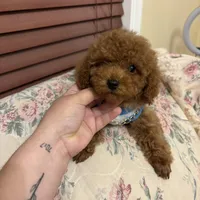 Leo toy poodle , a male Poodle - Toy  for sale in Laurel, MD – Photo 2 of 10