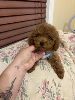 Leo toy poodle , a male Poodle - Toy  for sale in Laurel, MD – Photo 2 of 10