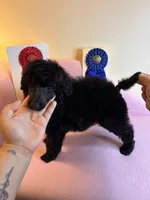 Bentley standard poodle, a male Poodle - Standard  for sale in Laurel, MD – 5 of 7