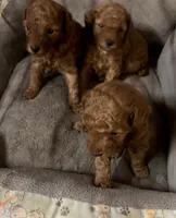 Tiny chester , a male Poodle - Toy  for sale in Laurel, MD – 4 of 5