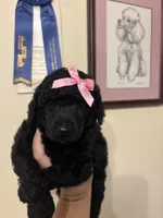 Anne standard poodle , a female Poodle - Standard  for sale in Laurel, MD – 1 of 9