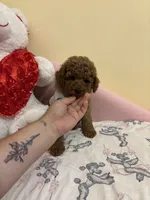 Milo, a male Poodle - Toy  for sale in Laurel, MD – 7 of 10