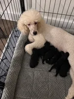 Anne standard poodle , a female Poodle - Standard  for sale in Laurel, MD – 3 of 4