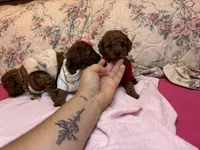 chester , a male Poodle - Toy  for sale in Laurel, MD – 5 of 10