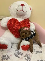 Ruby, a female Poodle - Toy  for sale in Laurel, MD – 5 of 10