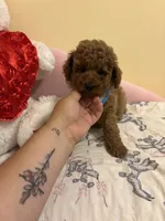 Milo, a male Poodle - Toy  for sale in Laurel, MD – 3 of 10