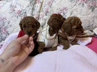 chester , a male Poodle - Toy  for sale in Laurel, MD – 10 of 10