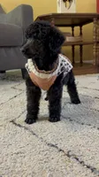 Anne standard poodle champion , a female Poodle - Standard  for sale in Laurel, MD – 5 of 9