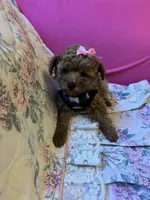 Ruby, a female Poodle - Toy  for sale in Laurel, MD – 2 of 10