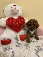 Milo, a male Poodle - Toy  for sale in Laurel, MD – 2 of 10