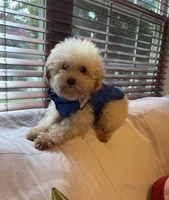 Tiny Scruffy, a male Poodle - Toy  for sale in Laurel, MD – Photo 1 of 2