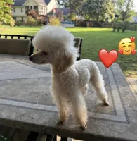 Tiny Scruffy, a male Poodle - Toy  for sale in Laurel, MD – Photo 2 of 2