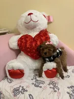 Ruby, a female Poodle - Toy  for sale in Laurel, MD – 9 of 10