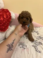 Milo, a male Poodle - Toy  for sale in Laurel, MD – 4 of 10