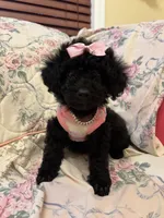 Scarllet toy poodle, a female Poodle - Toy  for sale in Laurel, MD – Photo 3 of 8