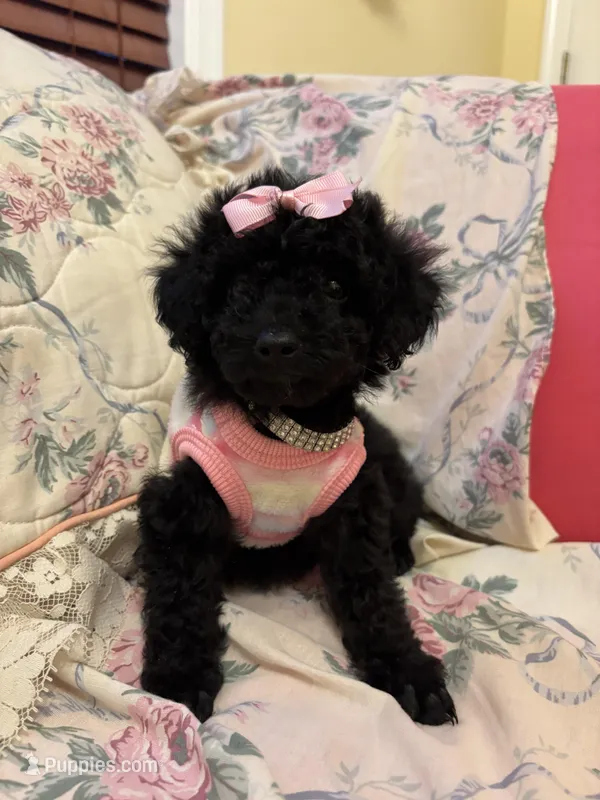 Scarllet toy poodle