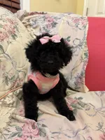 Scarllet toy poodle, a female Poodle - Toy  for sale in Laurel, MD – Photo 7 of 8