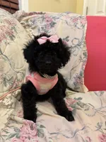 Scarllet toy poodle, a female Poodle - Toy  for sale in Laurel, MD – Photo 4 of 8