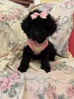 Scarllet toy poodle, a female Poodle - Toy  for sale in Laurel, MD – Photo 5 of 8