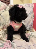 Scarllet toy poodle, a female Poodle - Toy  for sale in Laurel, MD – Photo 8 of 8