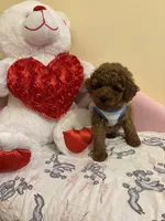 Milo, a male Poodle - Toy  for sale in Laurel, MD – 1 of 10