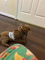 Milo, a male Poodle - Toy  for sale in Laurel, MD – 10 of 10
