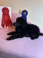 Bentley standard poodle, a male Poodle - Standard  for sale in Laurel, MD – 4 of 7