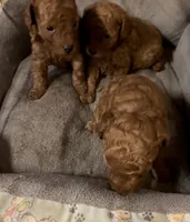 Tiny chester , a male Poodle - Toy  for sale in Laurel, MD – 3 of 5