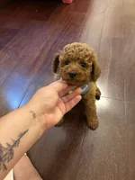 Milo, a male Poodle - Toy  for sale in Laurel, MD – 5 of 10