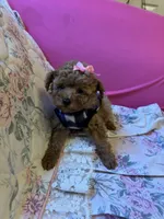 Ruby, a female Poodle - Toy  for sale in Laurel, MD – 6 of 10
