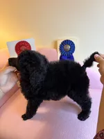 Bentley standard poodle, a male Poodle - Standard  for sale in Laurel, MD – 7 of 7