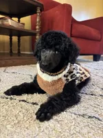 Anne standard poodle champion , a female Poodle - Standard  for sale in Laurel, MD – 9 of 9