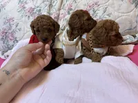 chester , a male Poodle - Toy  for sale in Laurel, MD – 9 of 10