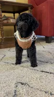 Anne standard poodle champion , a female Poodle - Standard  for sale in Laurel, MD – 6 of 9