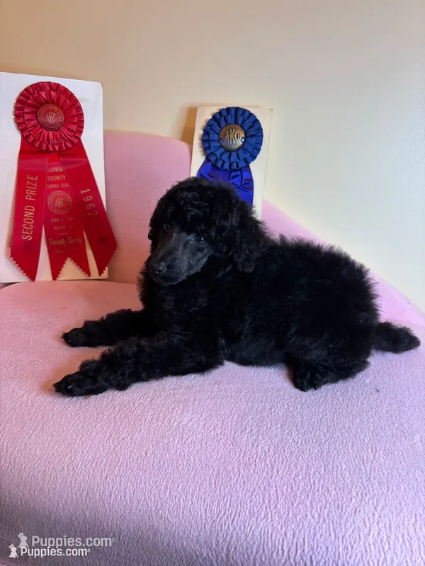 Bentley standard poodle – Poodle - Standard  puppy for sale in Laurel, MD