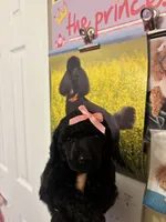 Anne standard poodle , a female Poodle - Standard  for sale in Laurel, MD – 3 of 9