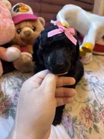 Anne standard poodle , a female Poodle - Standard  for sale in Laurel, MD – 4 of 9