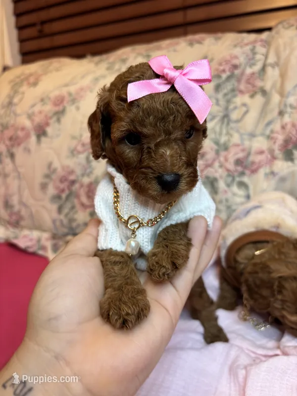 Tiny Gia  – Poodle - Toy  puppy for sale in Laurel, MD
