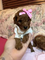 Zoey  Toy poodle, a female Poodle - Toy  for sale in Laurel, MD – 1 of 1
