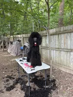Anne standard poodle , a female Poodle - Standard  for sale in Laurel, MD – 4 of 4