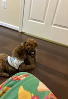 Milo, a male Poodle - Toy  for sale in Laurel, MD – 9 of 10