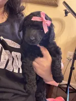 Anne standard poodle , a female Poodle - Standard  for sale in Laurel, MD – 2 of 9