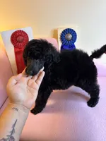 Bentley standard poodle, a male Poodle - Standard  for sale in Laurel, MD – 6 of 7