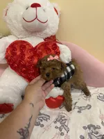 Ruby, a female Poodle - Toy  for sale in Laurel, MD – 8 of 10