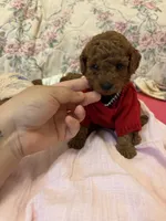 chester , a male Poodle - Toy  for sale in Laurel, MD – 7 of 10